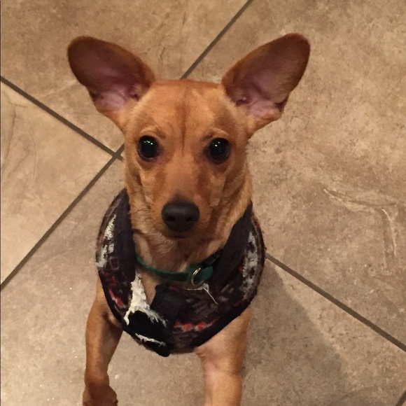 Meet your Posher, Hannah - Picture 1 of 1